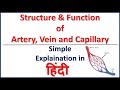 Blood Vessel-Structure and Function. Artery, Vein and capillary in Hindi | Bhushan Science
