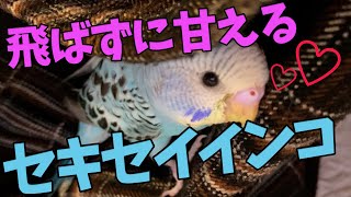 【インコのイヌ】インコってこんな甘え方するの？