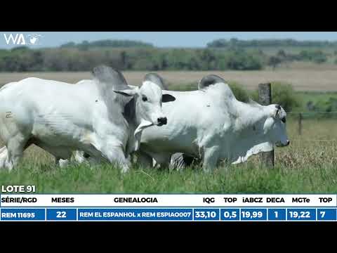 LOTE 91 - 9ª SEMANA PRIMAVERA GENÉTICA ADITIVA 2022 - 1ª ETAPA - MACHOS