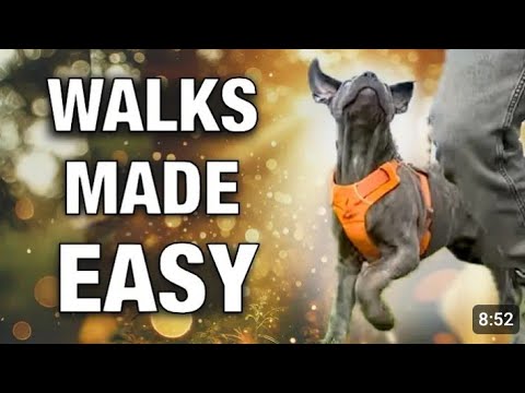 Dogs Training Step 5 - YouTube