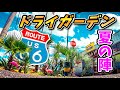 【観葉植物】 ドライガーデン夏の陣！！アガベとユッカの成長ヤバい！！No.148 ガーデニング ドライガーデン ロックガーデン