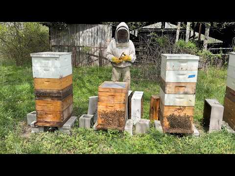 Split Season - Building A Bee Business #111