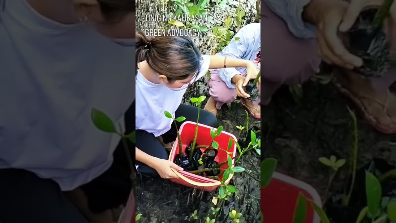 Environmental Protection | Mangrove Conservation Project | Climate Action | Green Advocacy 