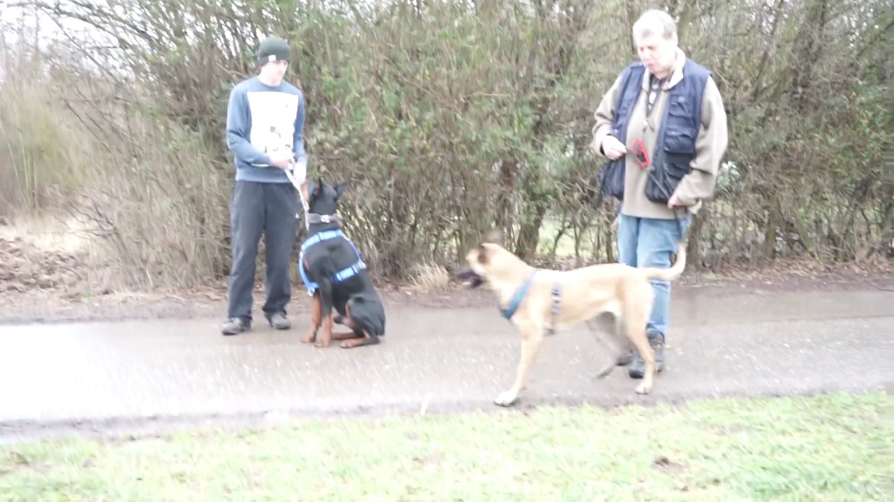 Tierheim Dobermann Tierheim Dobermann