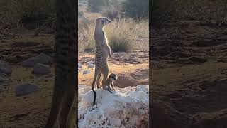 Baby Meerkat Learning To Guard