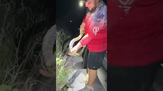 Finding a Burmese Python while on a guided tour
