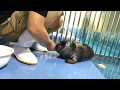 《鳥羽水族館》ニコくんとおじさん飼育員のまったりお食事タイム