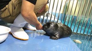 《鳥羽水族館》ニコくんとおじさん飼育員のまったりお食事タイム