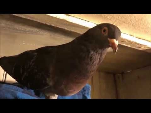 peter caine dog trainer youtube Egg hatched by holding in Hand