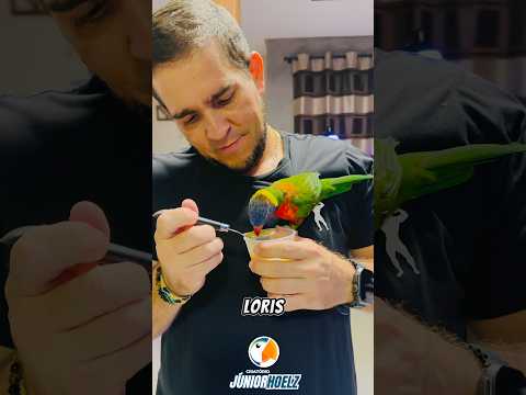 Loris Molucanus! Você conhece? #loris #parrot #tuim #agapornis #shorts