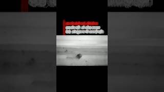 Lion King 👑| Quotes in Hindi / Success / King Shayari/ #Motivation Billionaire Mindset #quotes