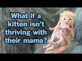 How to help mama-raised kittens thrive (how and when to step in!)