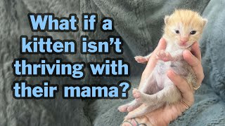 How To Help Mama-Raised Kittens Thrive How And When To Step In