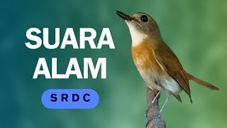 SUARA ALAM ASLI HUTAN SRDC BALI