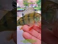 Ultralight fishing 10 #fish #fishing #serigala_fishing #shorts