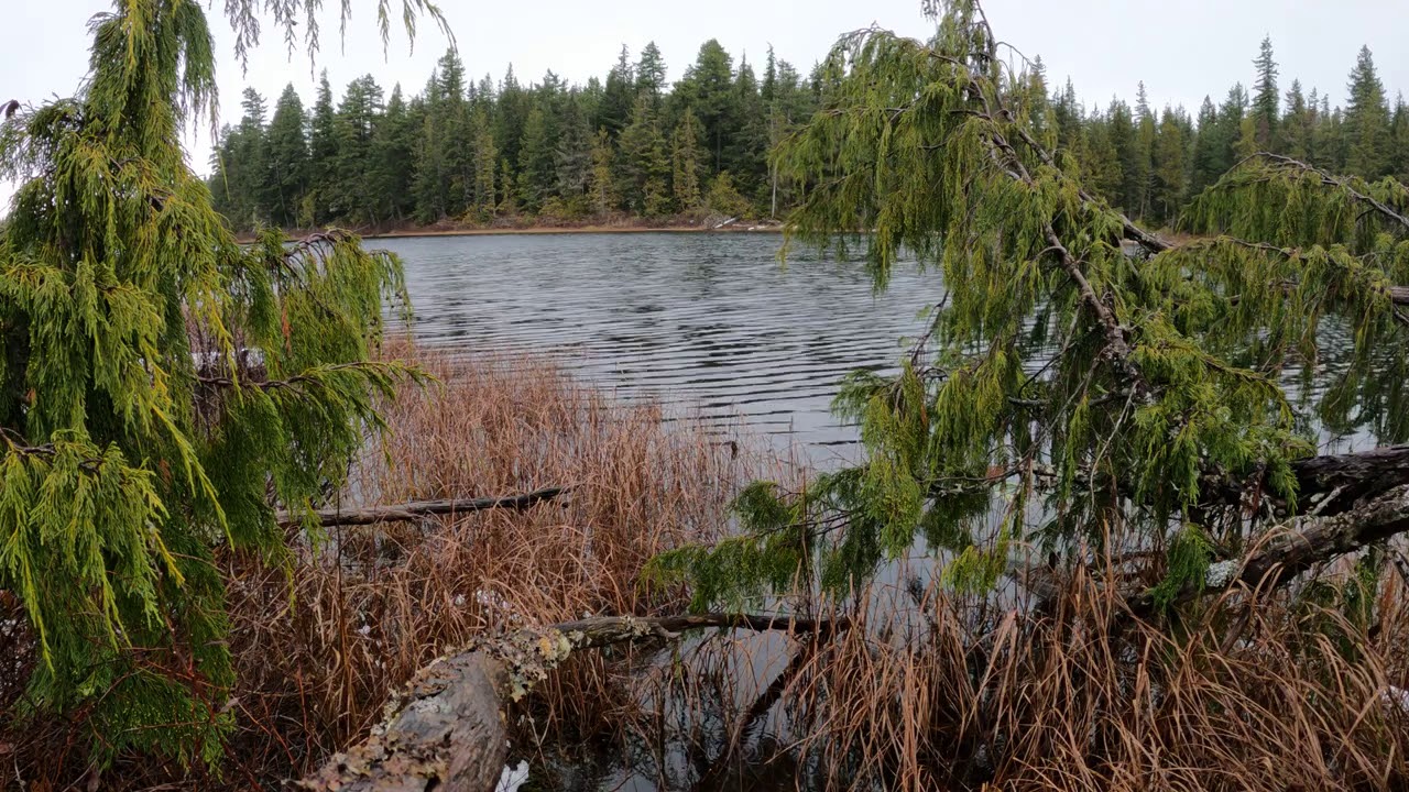 Rain In Forest Lake (10 hours)