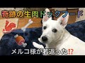 【白ジャック7】老犬の毛がふっさふさ✨帝塚山ハウンドカム