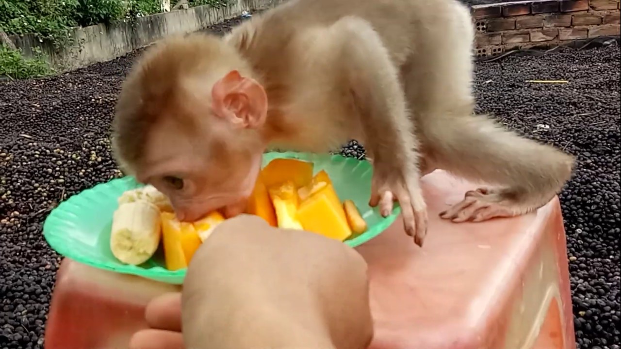 Baby monkey eat papaya fruit YouTube
