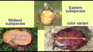 REPTILE EXAM: PAINTED TURTLE SUBSPECIES.avi
