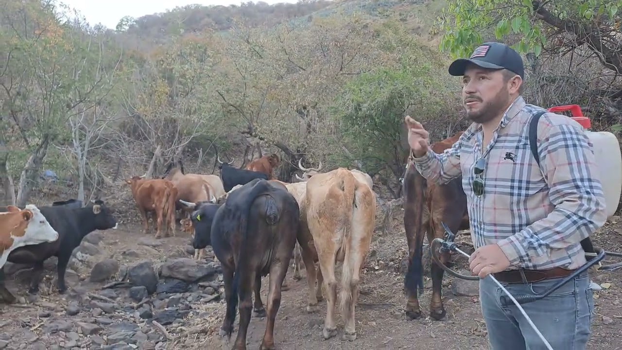 ☘️🪰como acabar con las moscas y garrapatas en las vacas 🐄 ☘️