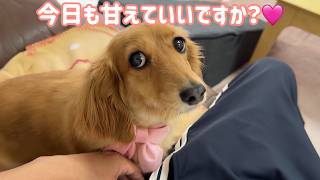 雨の日の我が家…甘えん坊犬は今日も通常運転です♡【ミニチュアダックスフンド】