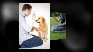 COMO ENTRENAR TU PERRO DESDE CASA screenshot 5