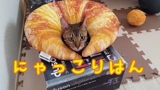 ニトリのクロワッサンクッションからベンガル猫のベルがひょっこりはん