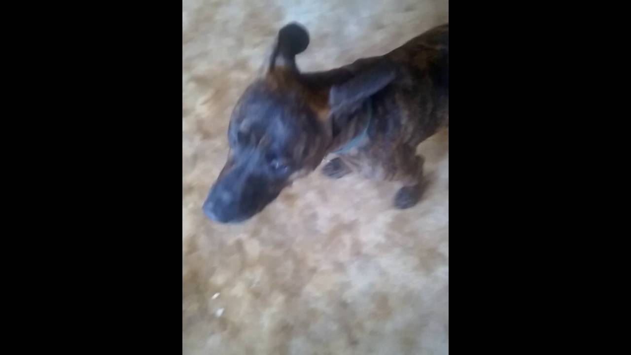 Dog climbs ladder YouTube