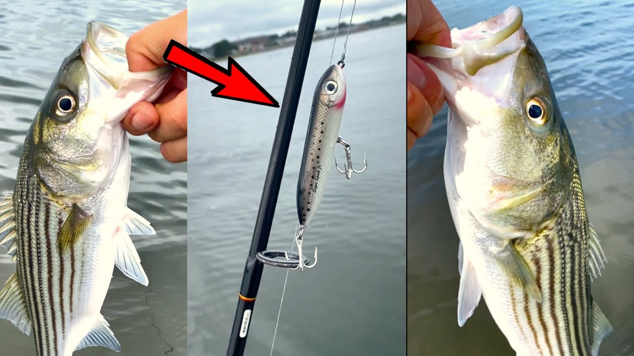 The Most Hated Topwater Lure (Striped Bass Fishing) - Part 1 
