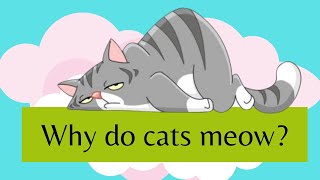 Why Do Cats Meow?