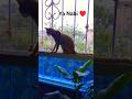 nahi hai koi #trending #status #cat #cute #naat #nabi #shorts #allah #fyp#|@Goldenbeauty2007