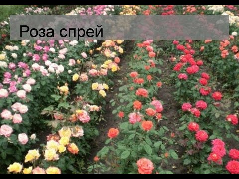 Вопрос: Какие есть сорта роз Спрей для Сибири Какие самые лучшие?