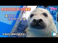 【アザラシ】本日撮影した撮りたて最新映像 (伊勢シーパラダイス)