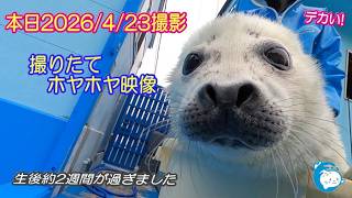 【アザラシ】本日撮影した撮りたて最新映像　（伊勢シーパラダイス）