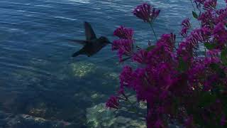 Colibri1