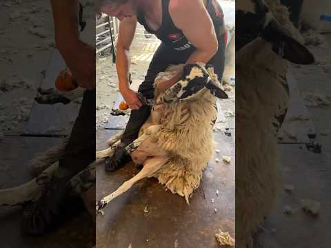 Gone in 60 seconds 💨 #sheep #shearing
