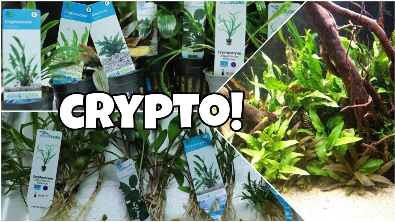 Een PLANT voor IEDEREEN!? De Cryptocoryne! //Nickey//