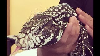 Invasive Reptiles