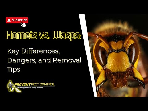 Hornets vs Wasps: