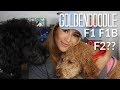 Difference between  A F1, F1B & F2 Goldendoodle