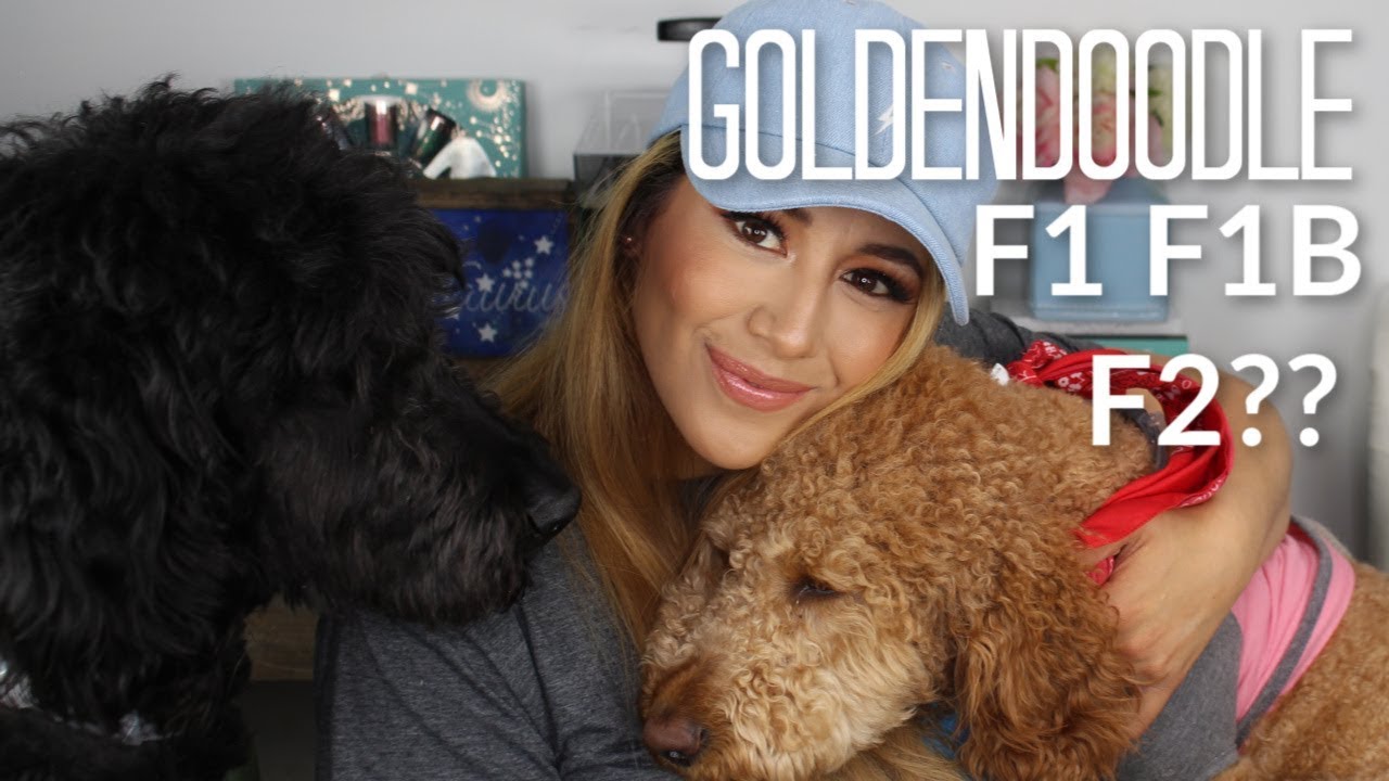 f1b goldendoodle meaning