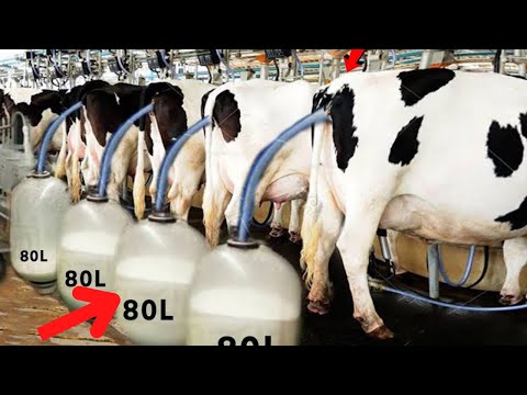 Modern Cow Farming - Cow Milking Technology Machine And Harvesting | Unbox Tech HD