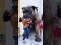 O cachorro levou #comedy #humor #shorts