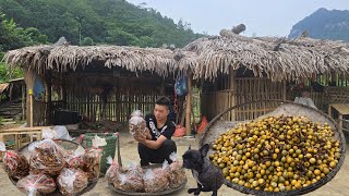 Download Lagu The orphan boy - Go into the deep forest to collect wild fruits to dry and sell dried bamboo shoots MP3 Download Lagu The orphan boy - Go into the deep forest to collect wild fruits to dry and sell dried bamboo shoots MP3