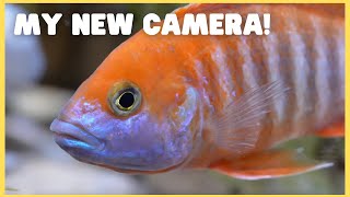 Filming my aquarium fish with the Sony A7S3 vs DJI Pocket 2