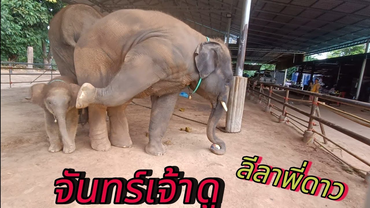 พี่ดาว.   สอนลีลาการเตะบอล⚽....ให้น้องจันทร์เจ้า...