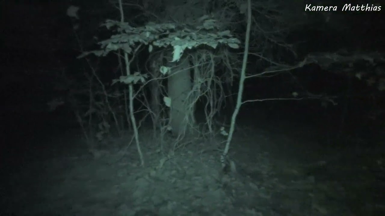 Hexenwald & Graf Rantzau