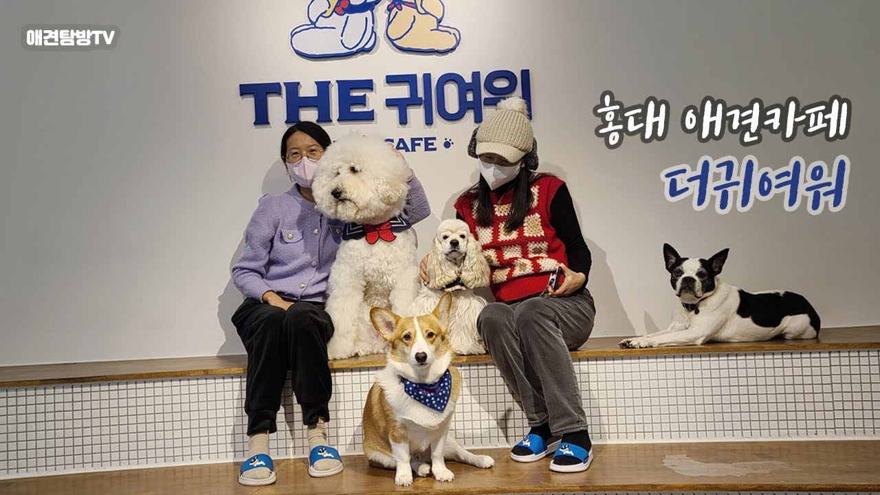 홍대 애견카페 THE 귀여워 인싸견 1탄(엄마랑 데이트)