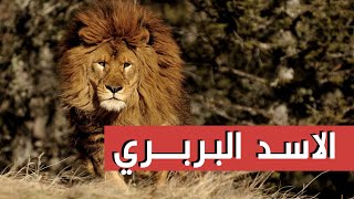 الاسد البربري هل انقرض ؟ اسد جبال الاطلس اغرب الحيوانات في التاريخ