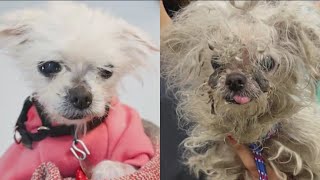 Paws Medical Miracle 12-Year-Old Penny Gets Second Chance At Life With Makeover, Life-Saving Surger